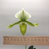paphiopedilum maudiae green 
